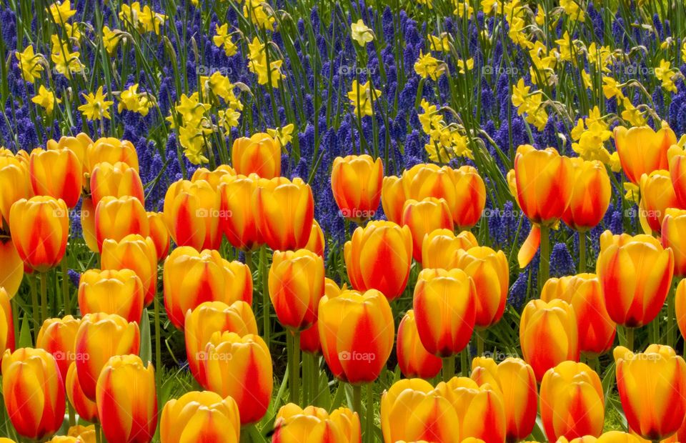 Flowers tulips in the Spring in the Netherlands