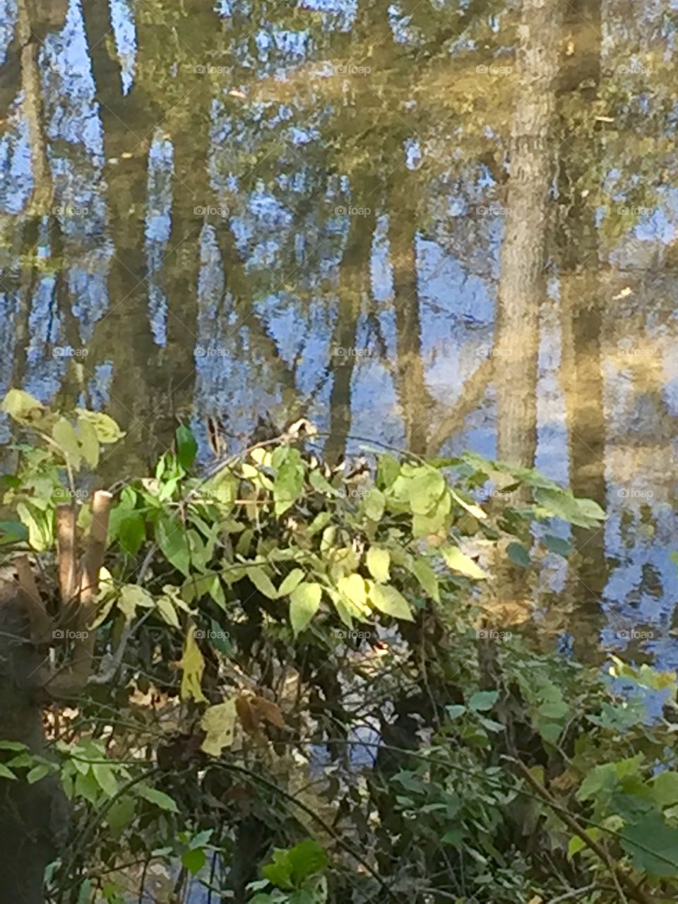 Reflections on the River