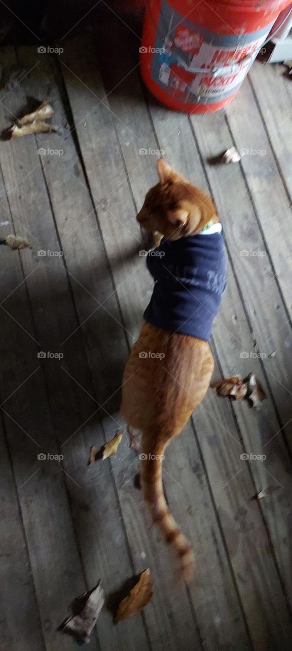 Cat with Tee Shirt on