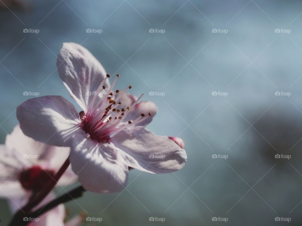 Close up of purple-leaf plum blossom