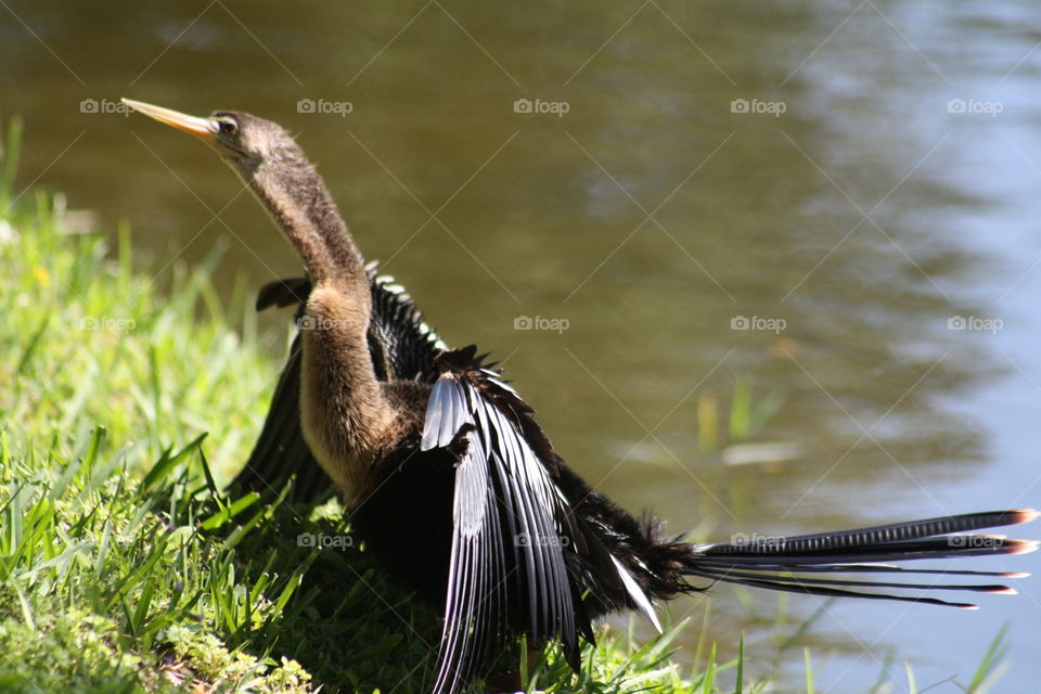 Cormorant spreading wings