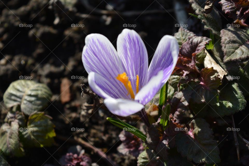 lavender colour spring crocus flower