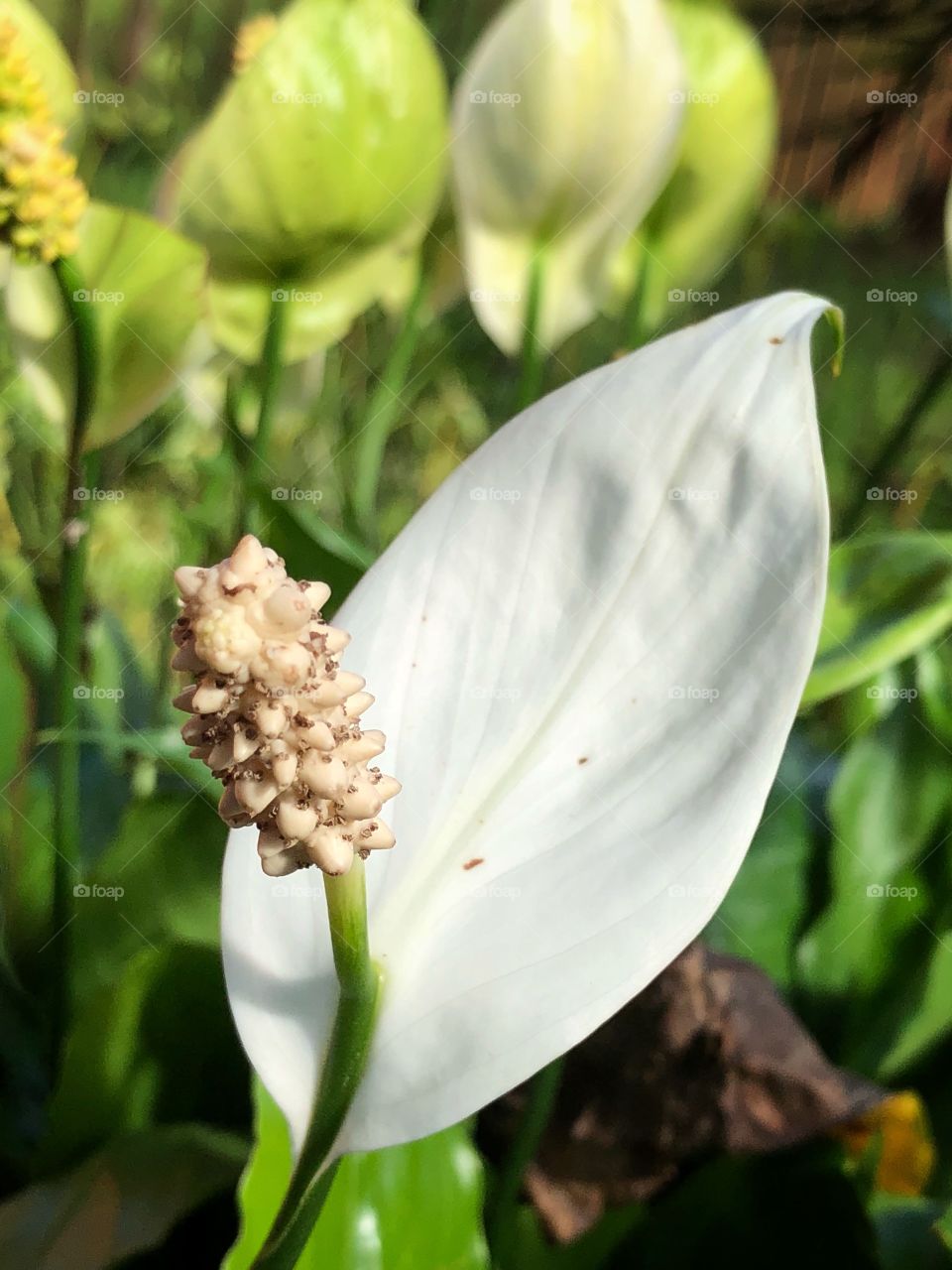 Just another flower in the garden 