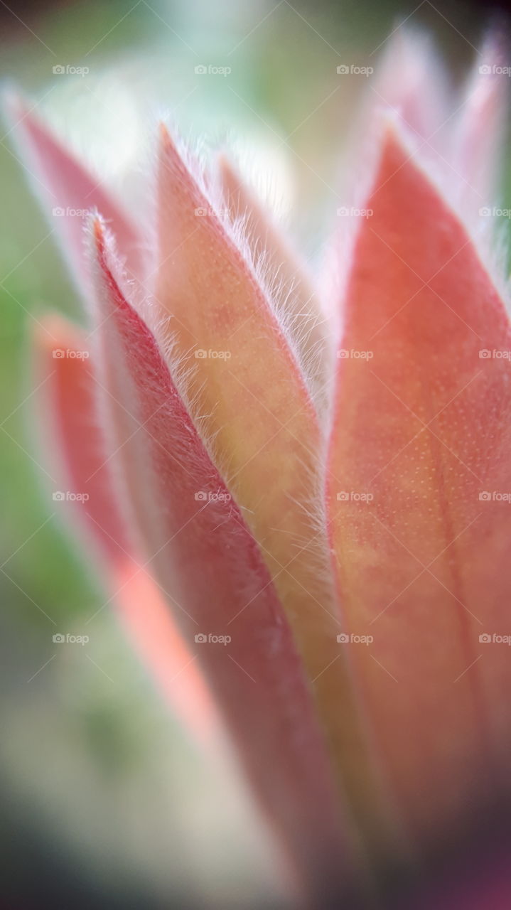 macrophoto of the flower