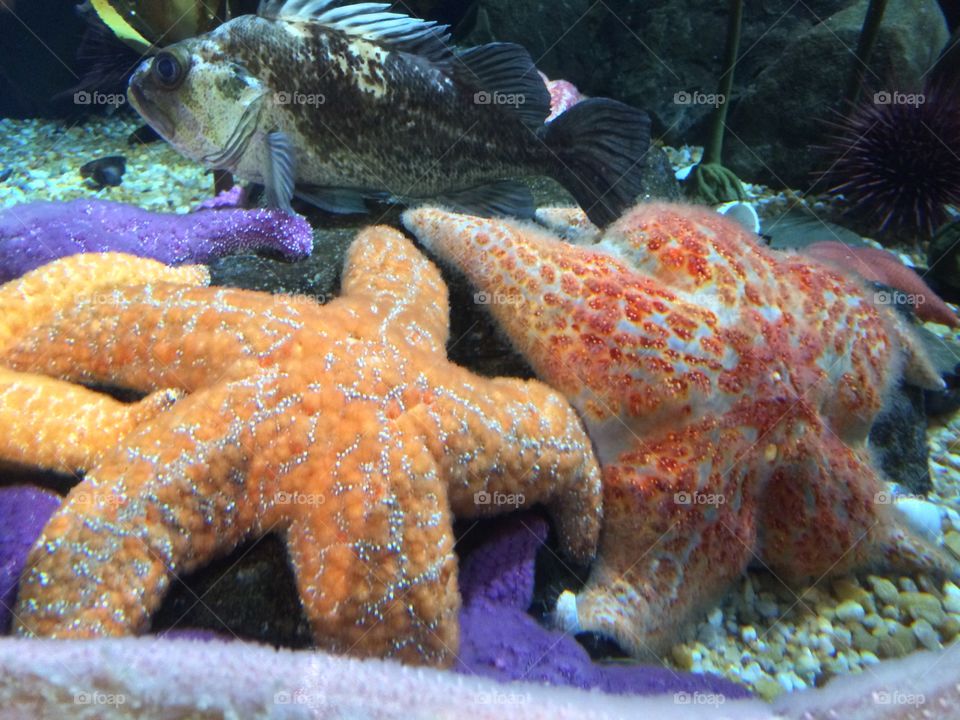 Georgia Aquarium Starfish 
