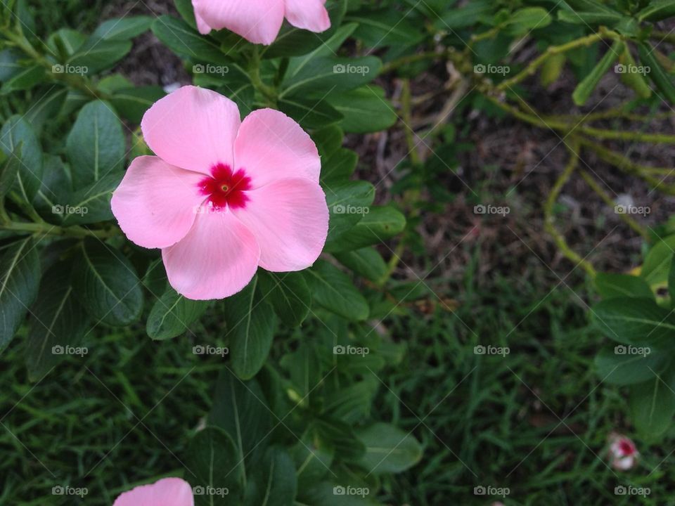 Pink vinca