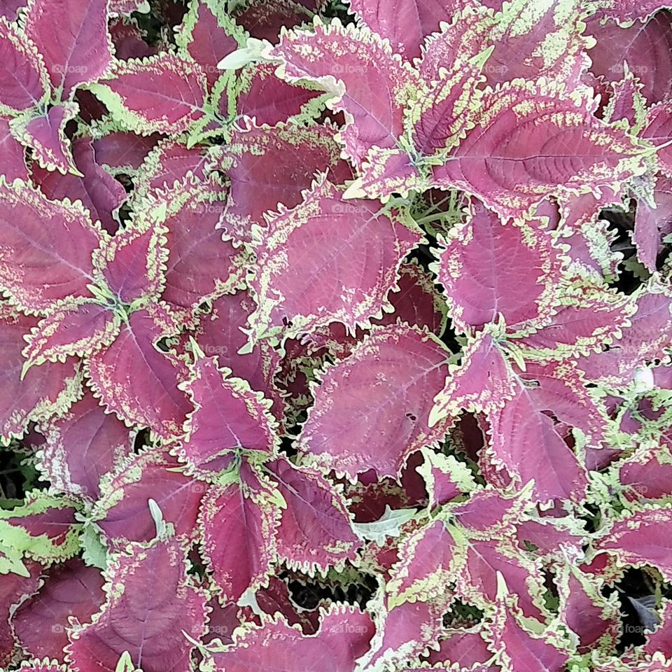 Red leaf plants