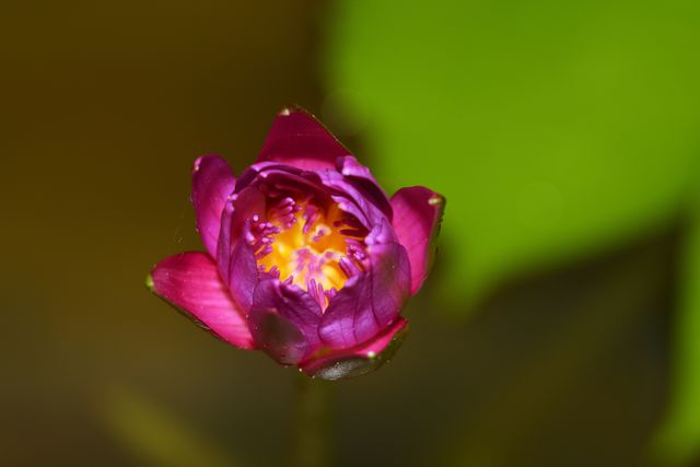 Close up photography of a lotus flower 