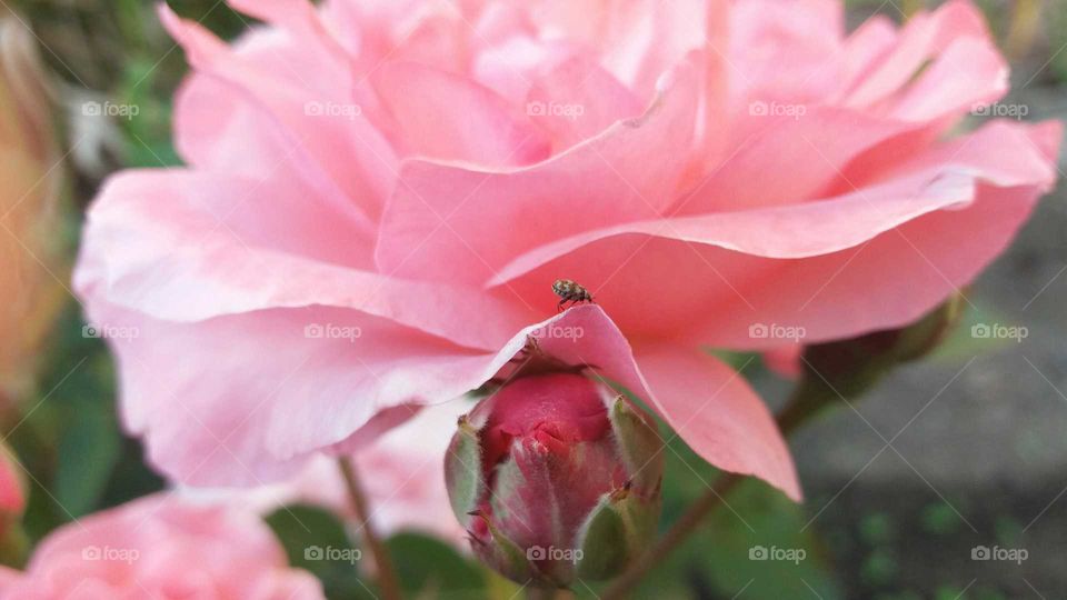 rose with cute bug