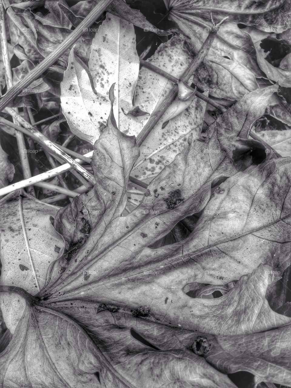 Black and white leaves