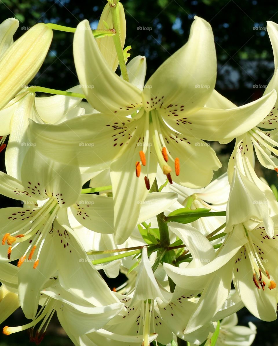 white lilies