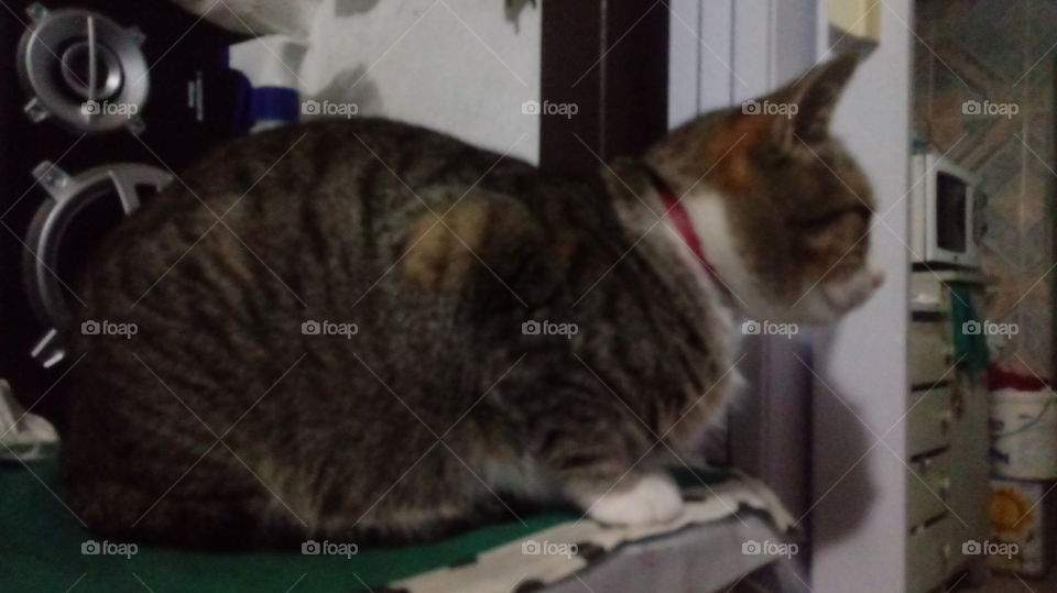 tahdiat rmady alqati aleanis