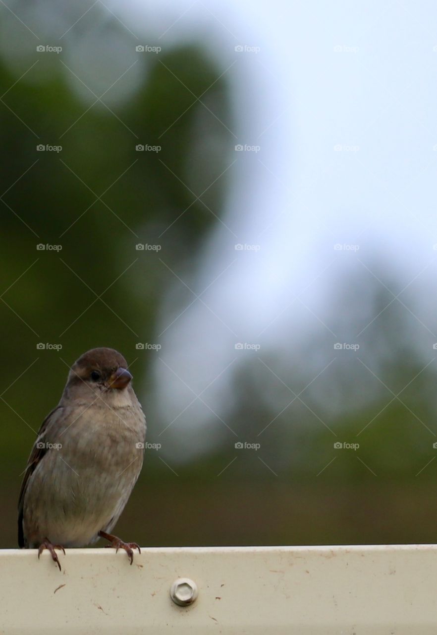 Close up little Sparrow perched on fence blurred background dof selective focus 