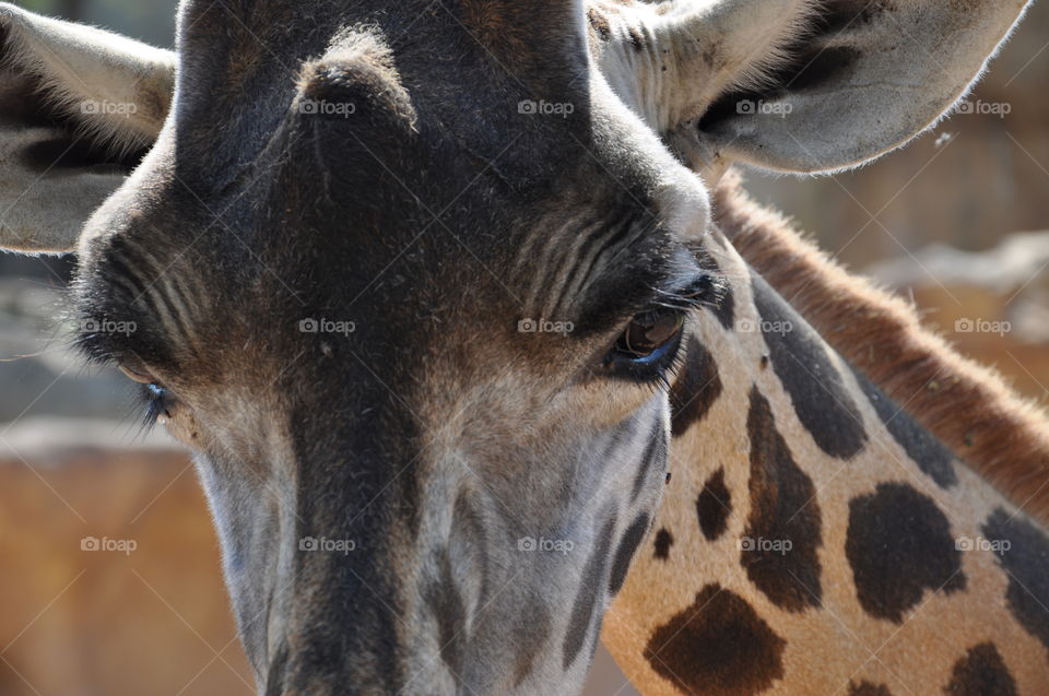 Giraffe 