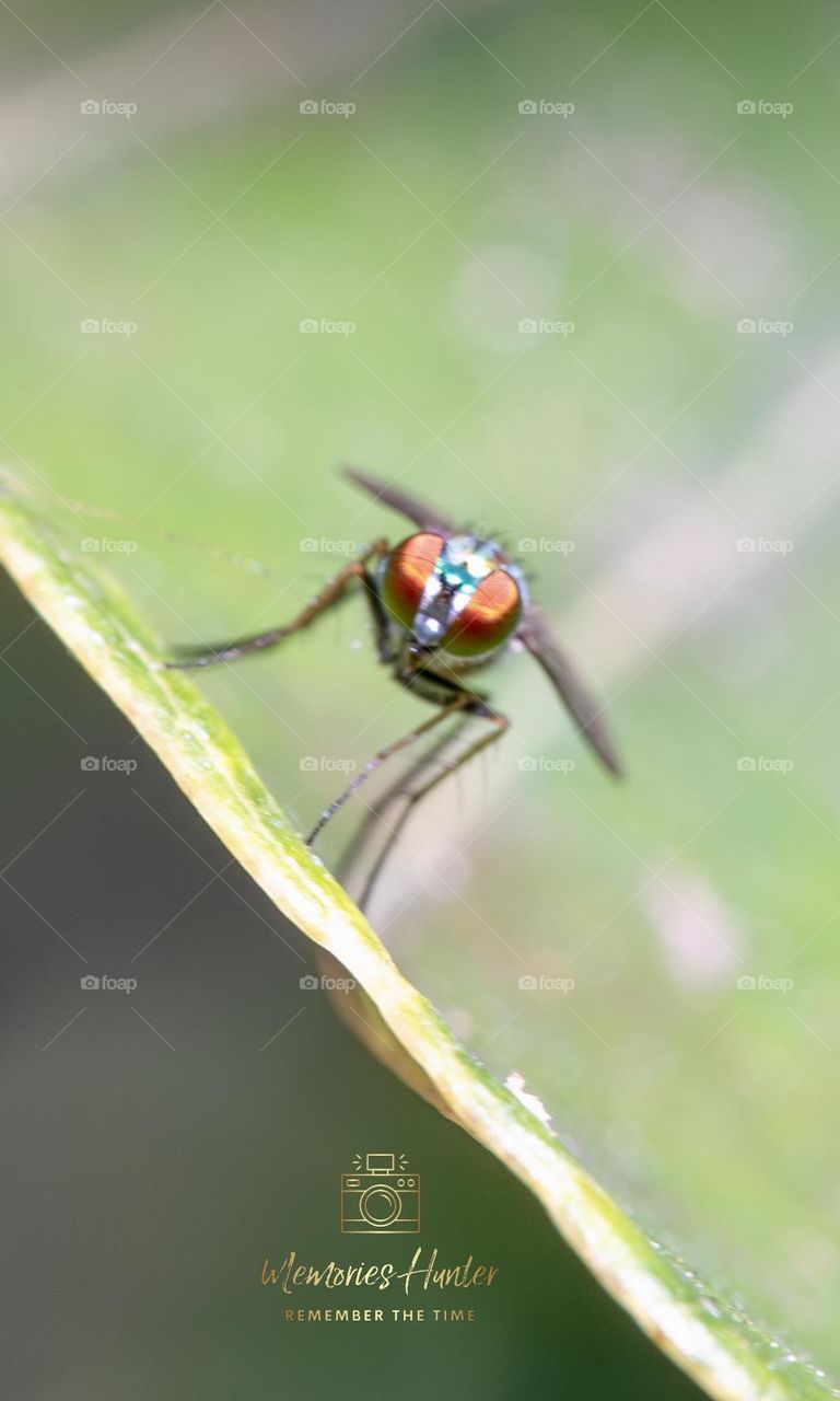 Bugs, insects and more 