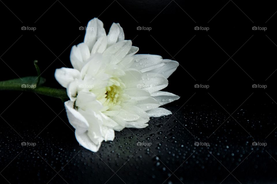 White flower and black background 