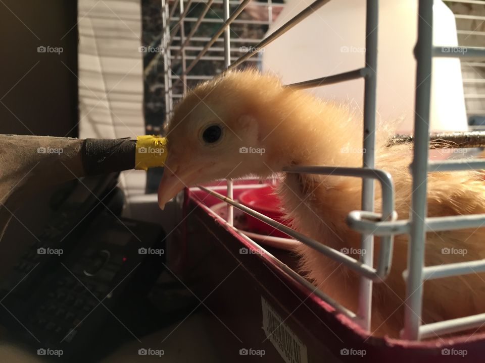Curious chick