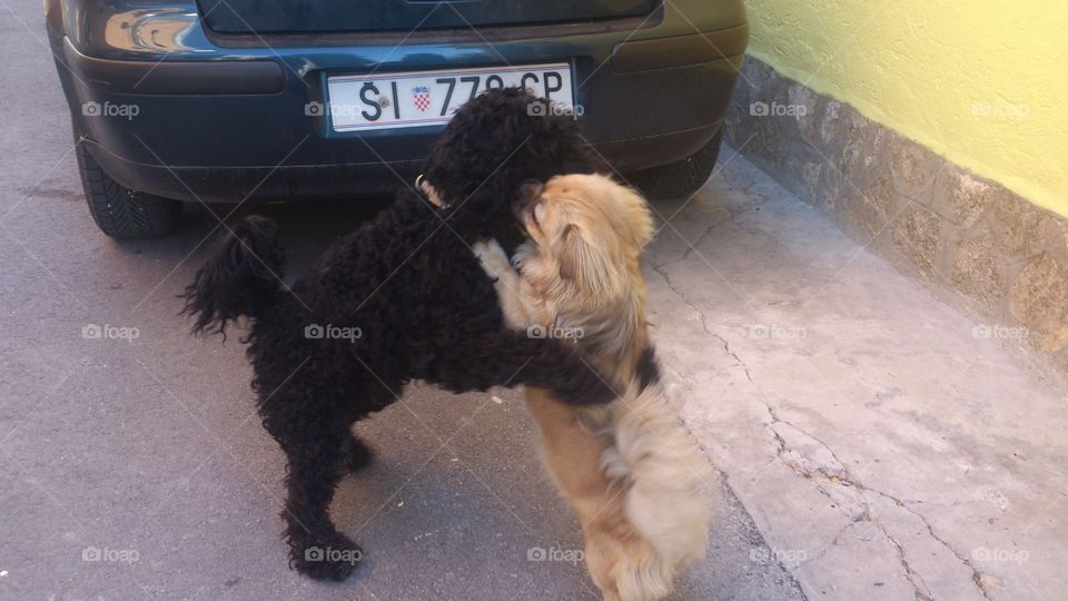 Embrace two unbearable dogs