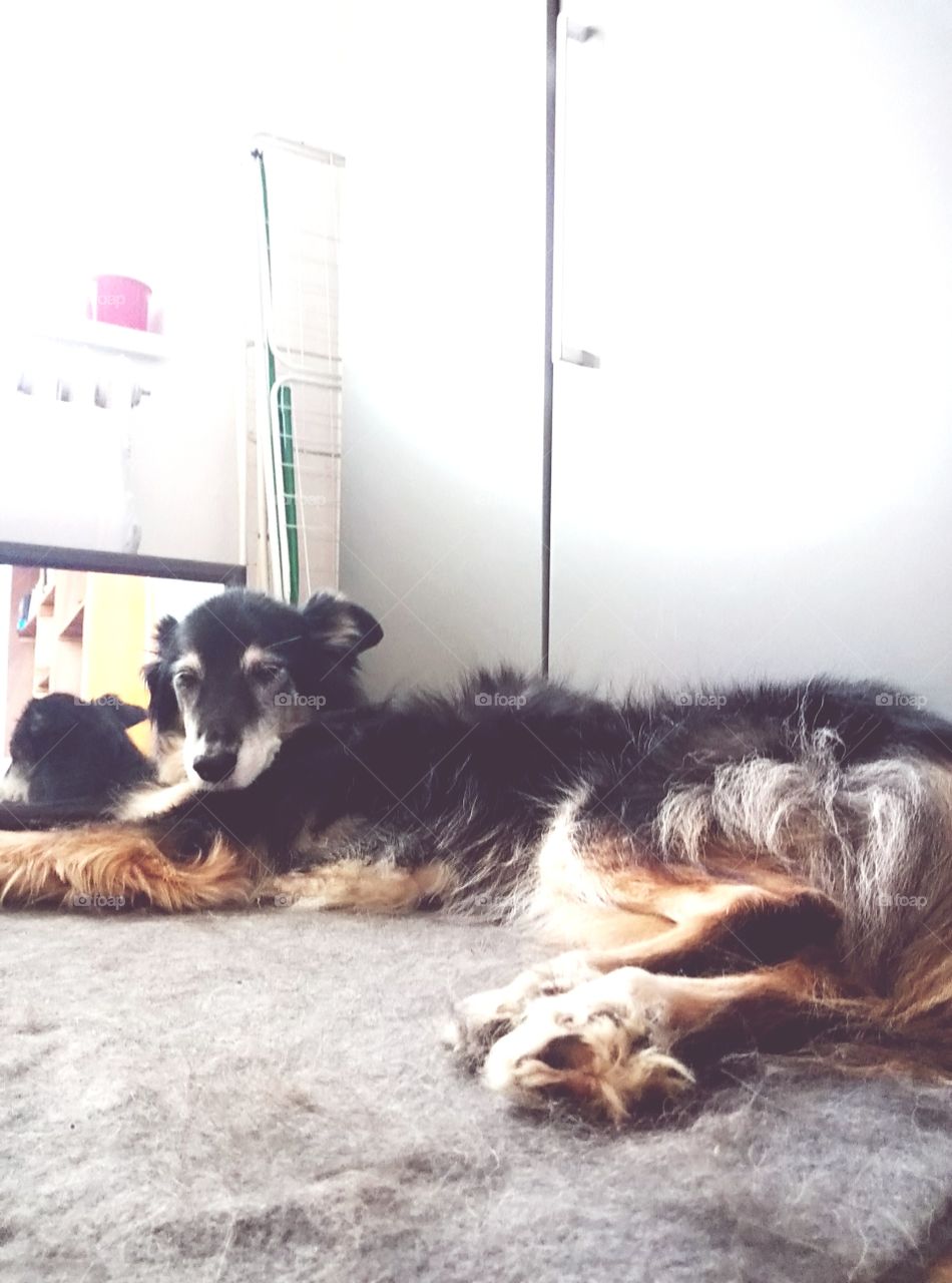 Oggi è proprio pigrona