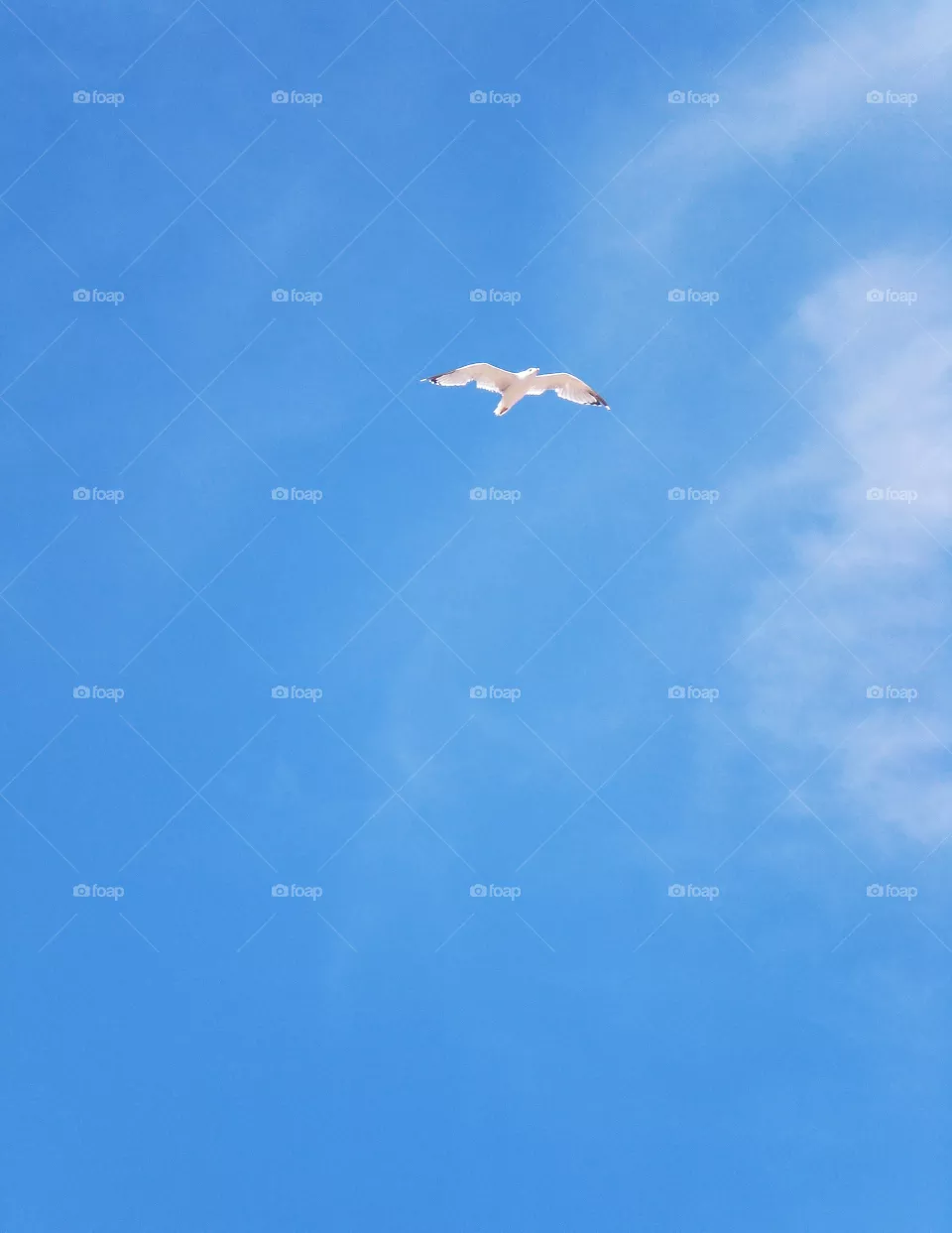 seagull