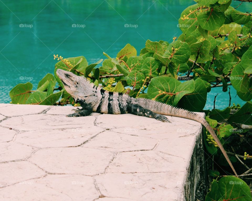Lizard in Cozumel, Mexico.