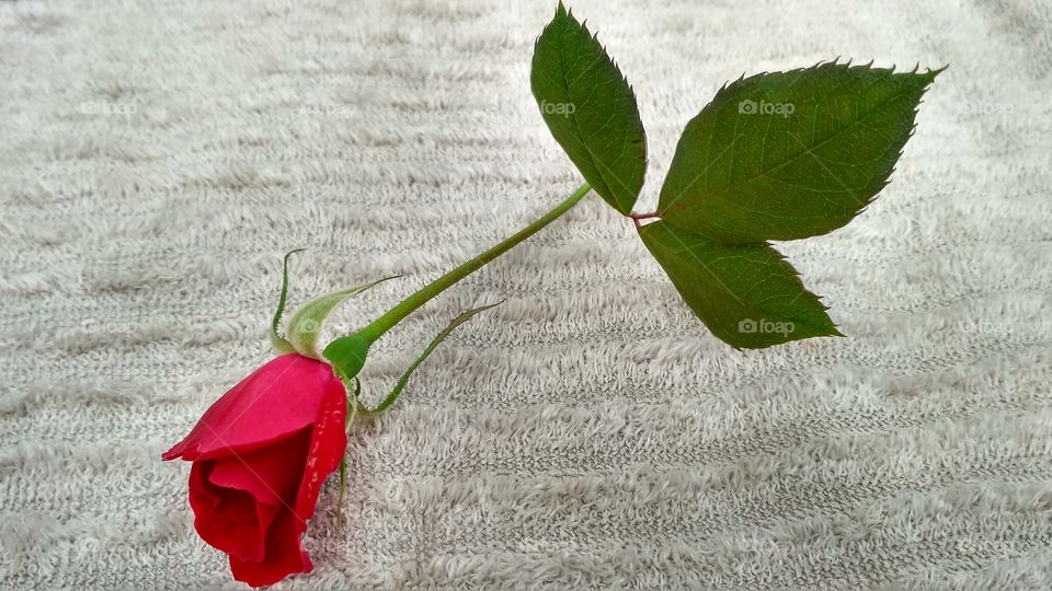Red flower on textile