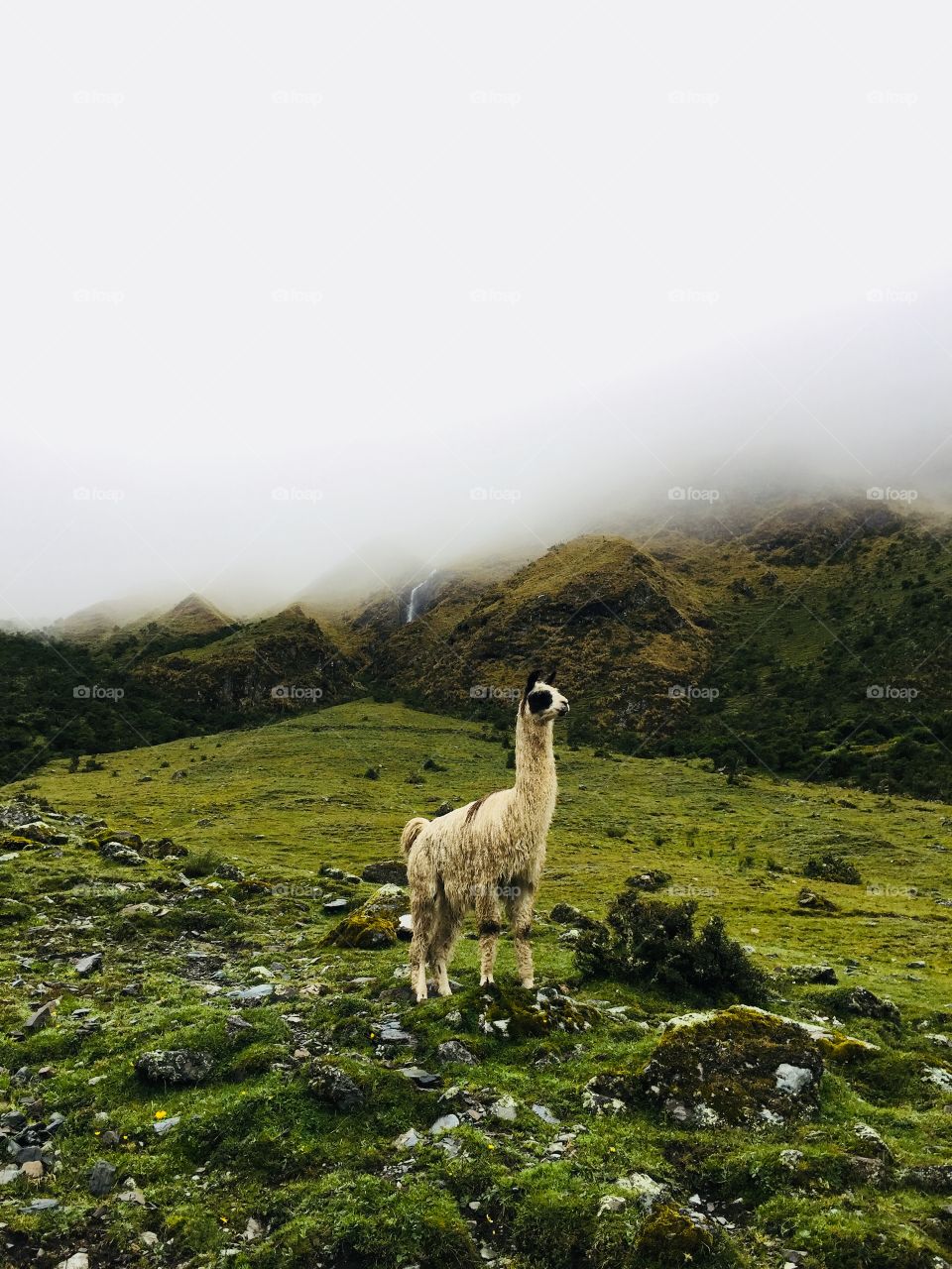 Cool lama taking a view