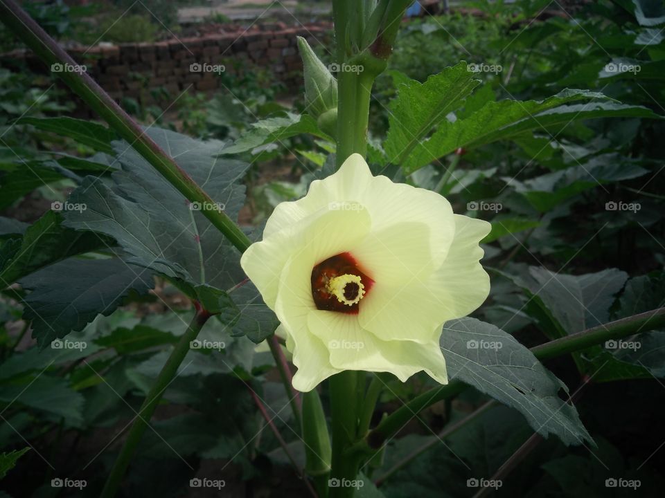 lady's fingers plants with her flowers in the garden