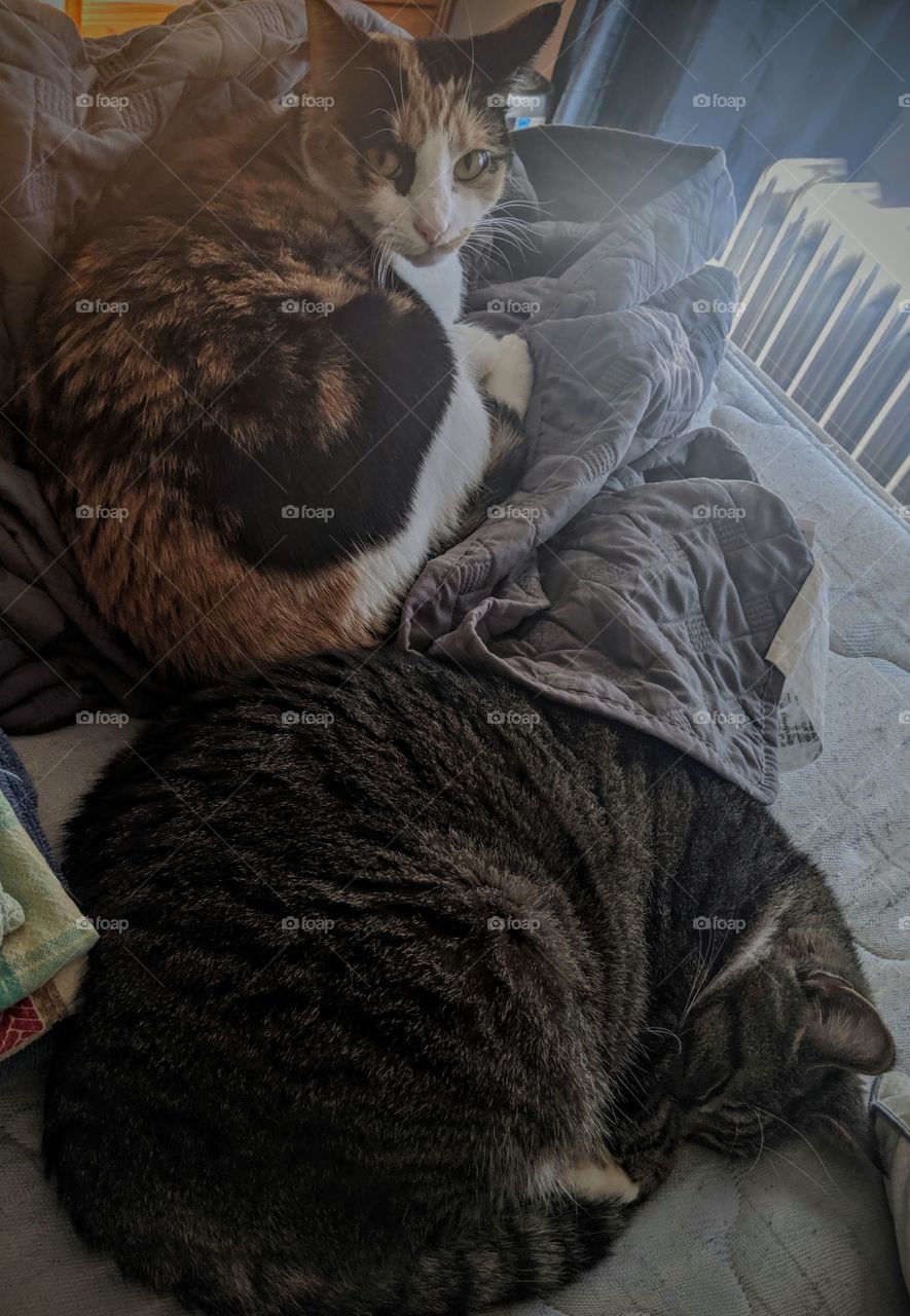 cat life, nap time, dose of cuteness, pets