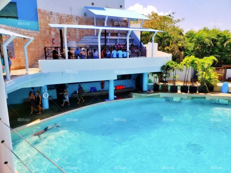 river creature atlantic child activity portrait beach fun coral natural family happy vacation dolphins playful island friendly animals fauna scuba landscape dolphin pod pool paradise travel snorkeling aqua view tourism flipper adventure undersea natu