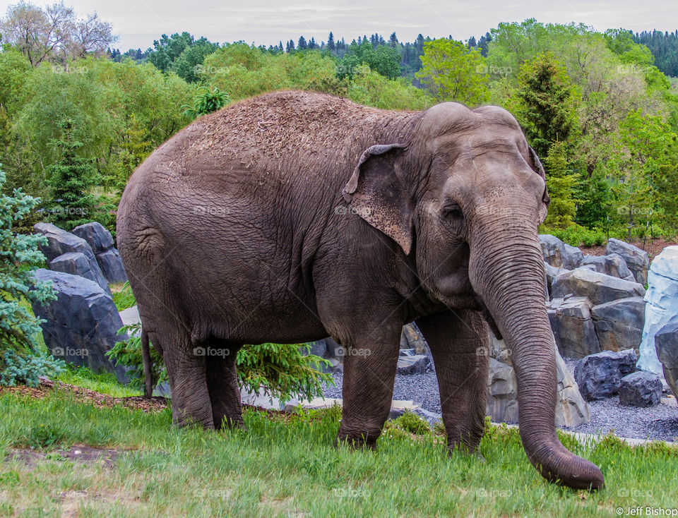 Elephant grazing in grass