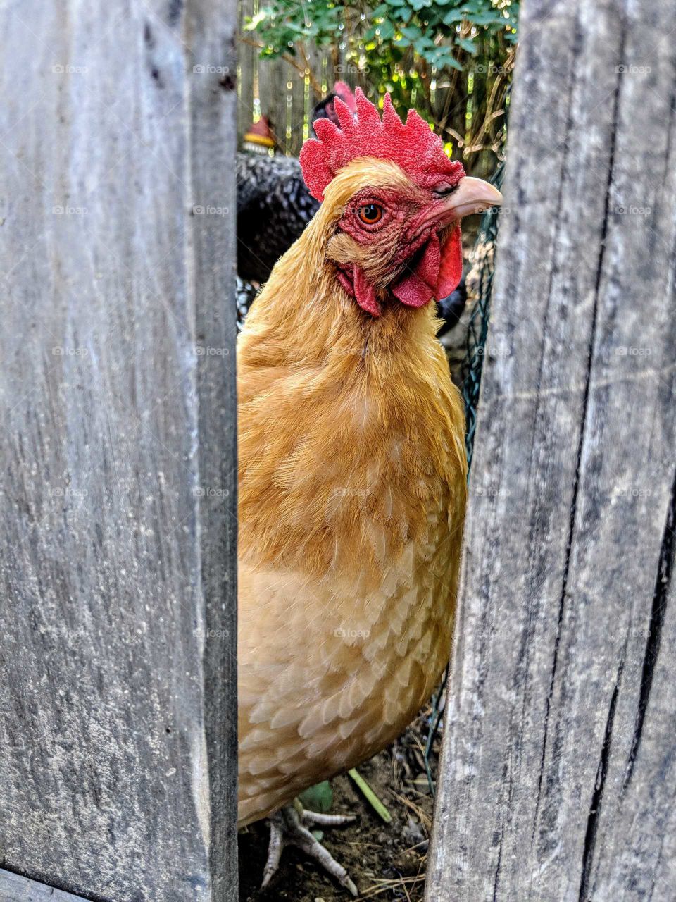 view of a hen through a gate