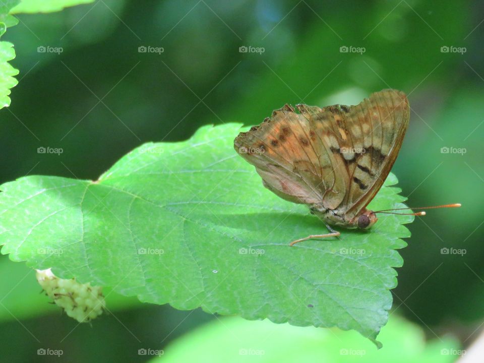 tawny emperor butterfly