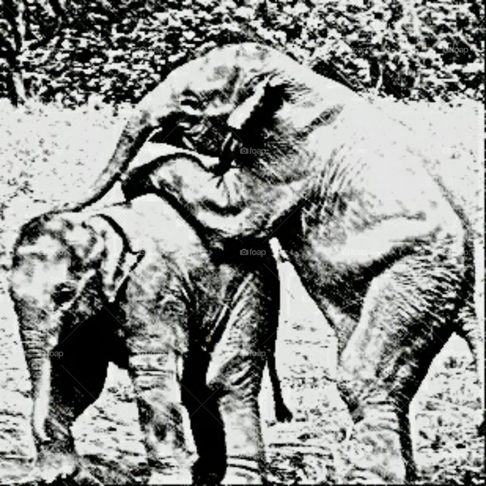 Elephants