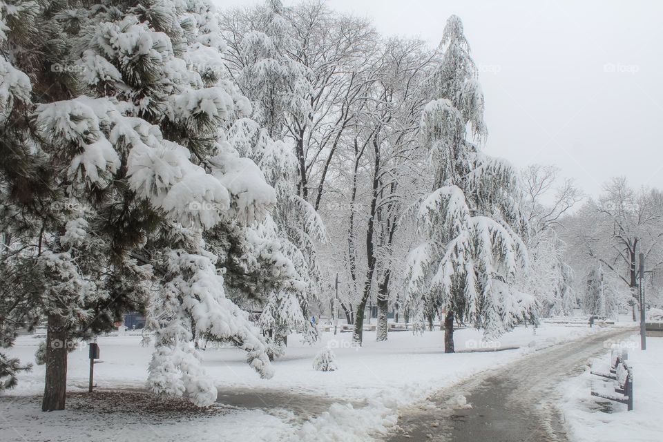 Snow at the park