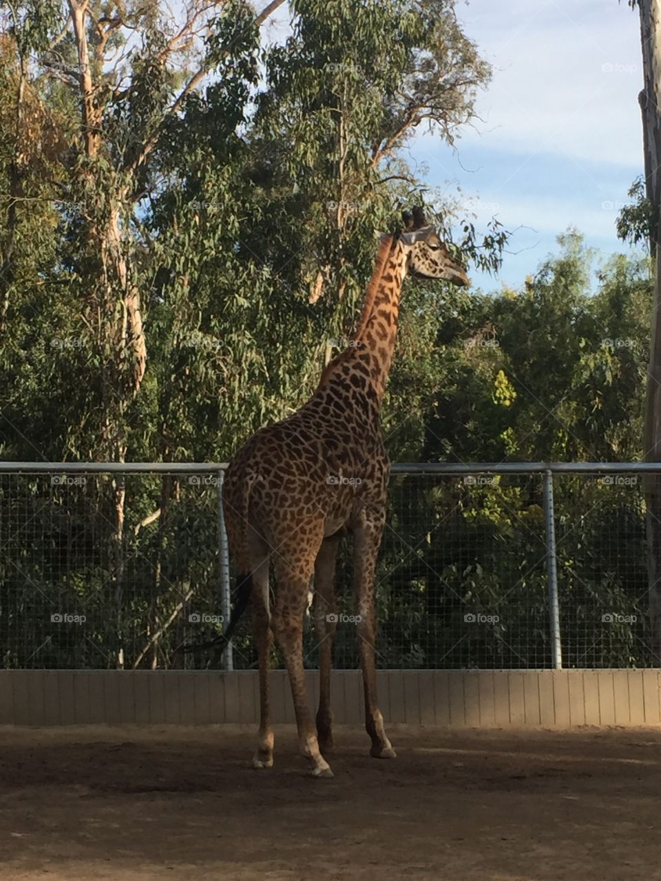 Giraffe standing next to a fence in an enclosure at San Diego Zoo, California 