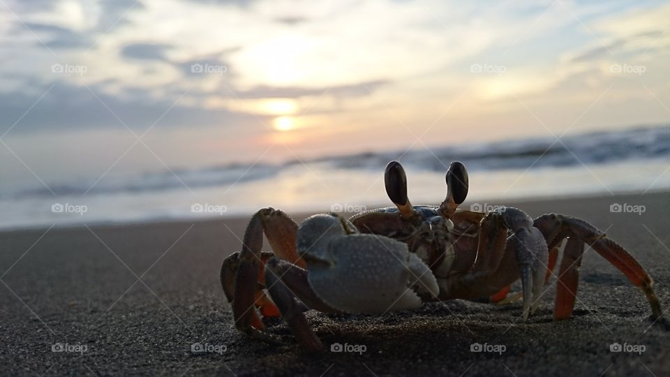 mr.crab