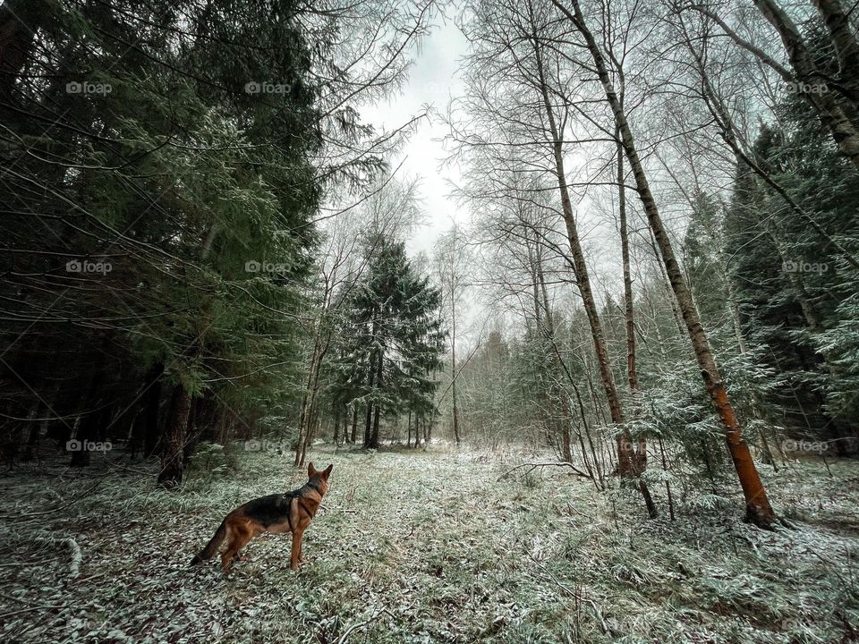 German shepherd dog at winter day