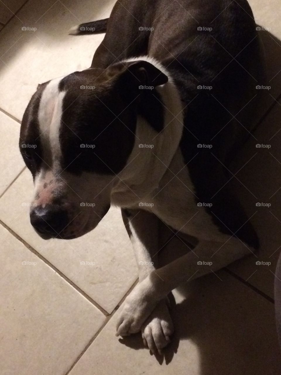 Prissy pets are known for their dainty ways....this pit sits like she’s a lady! “Lady legs”