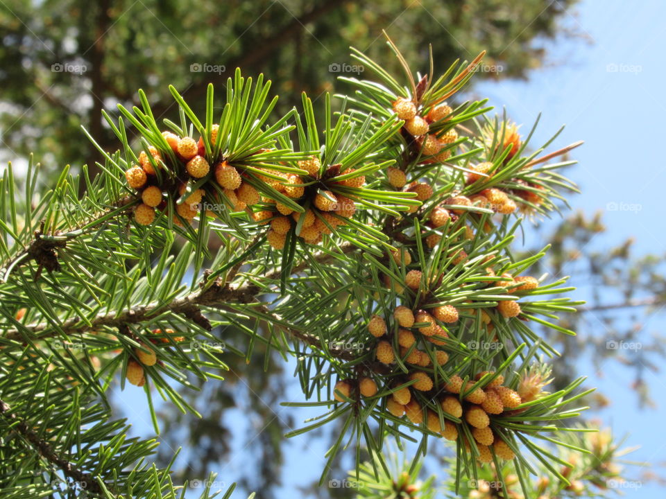 conifers gave birth to cones