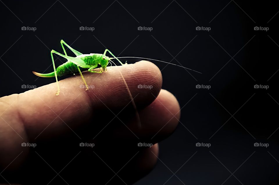 A close up of a green grasshopper running through the fingers of the hand