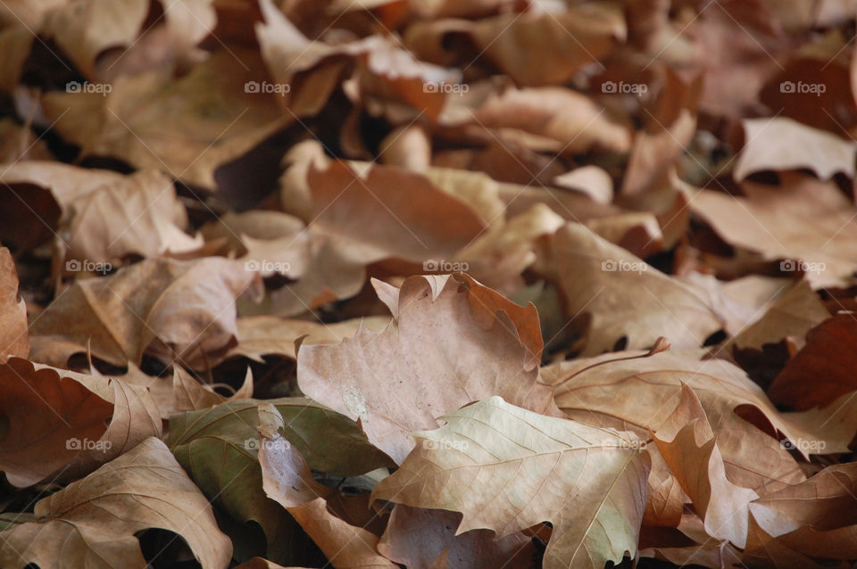 Background of a leaves in autumn 