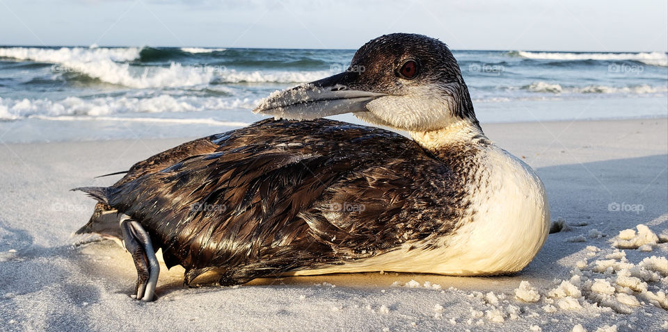 Stranded loon on the beach.