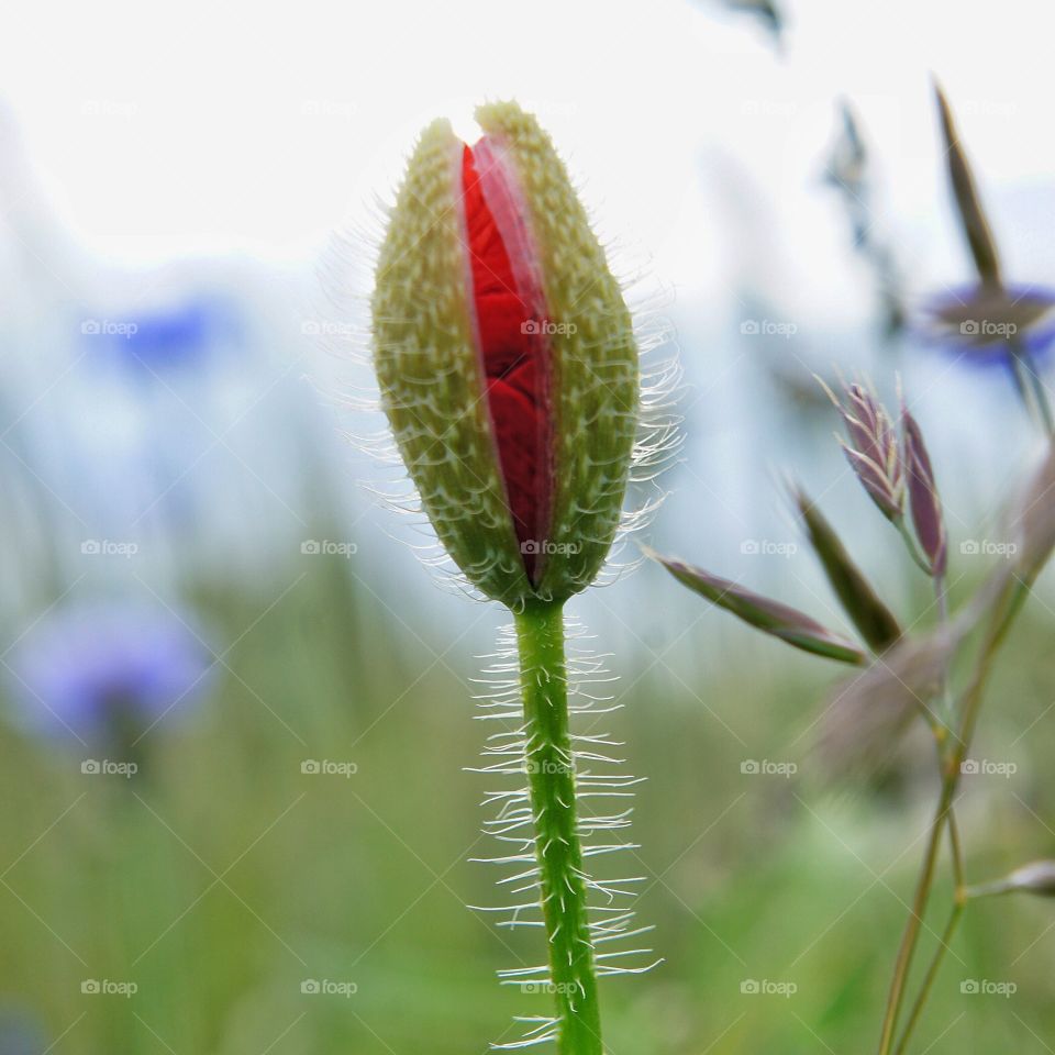 Poppy ready to pop