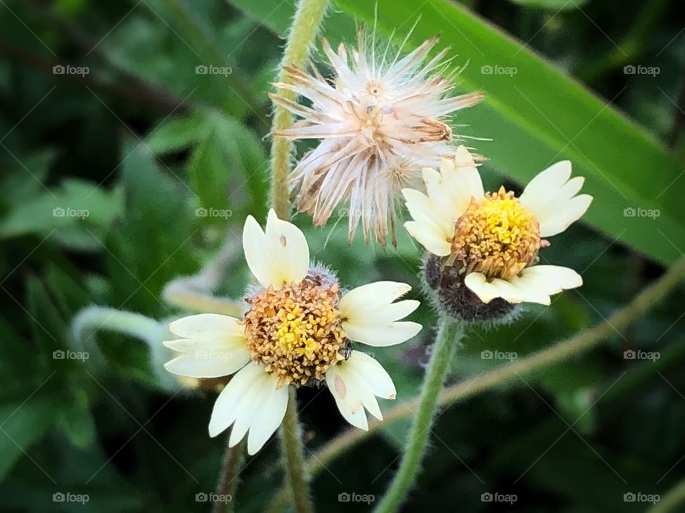 Flowers or Bush? Small and Beautiful. Colors in the grass...