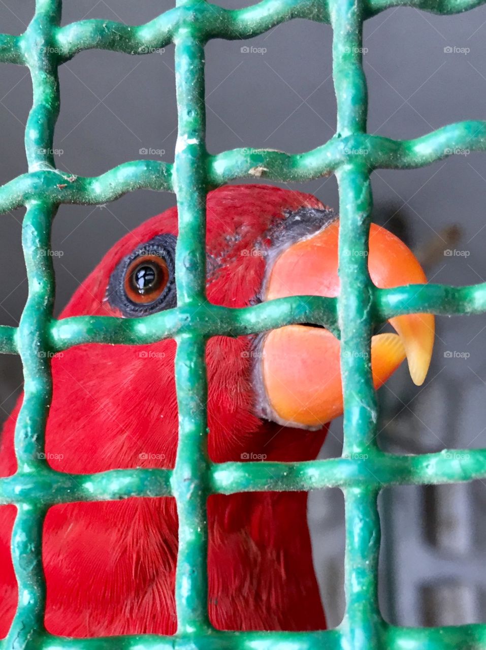 Red parrot 