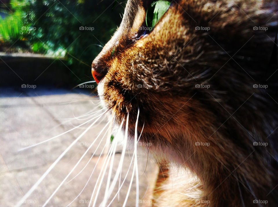 Green eyed cat