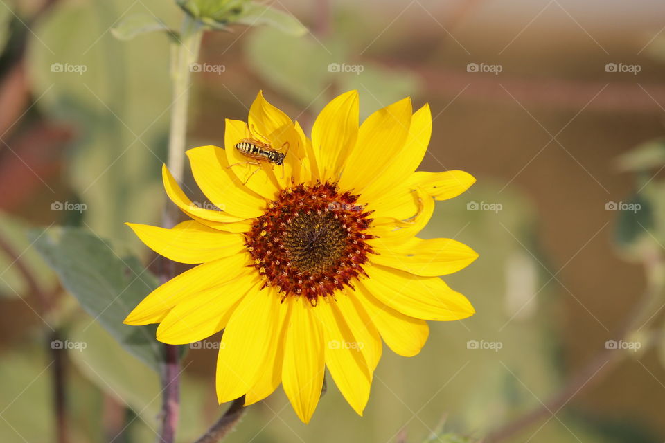 Yellow Jacket sunflower