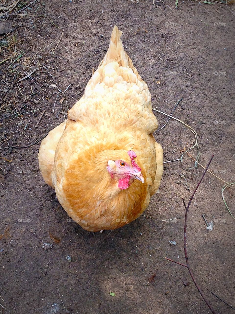 Curious hen. Curious hen.