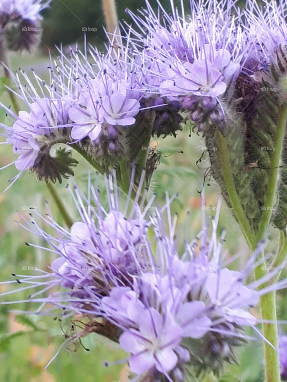 Spiky Purple Flowers